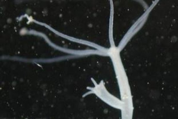Kraken 5at
