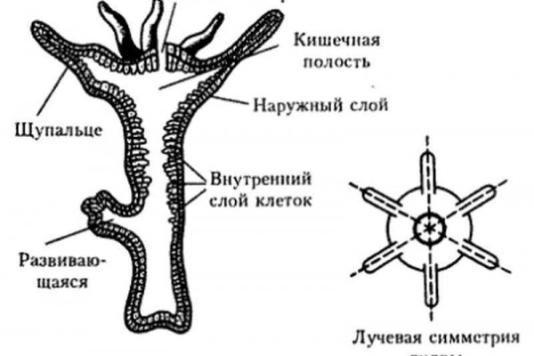 Кракен ссылка купить соли